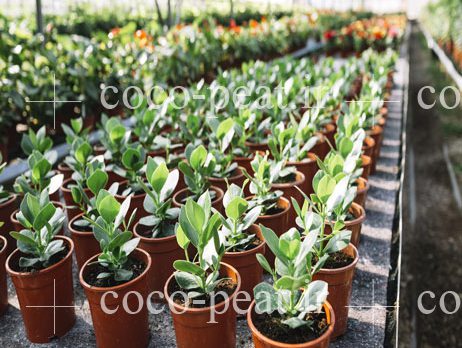 کوکوپیت در خاک آماده کشت و پرورش گیاهان آپارتمانی